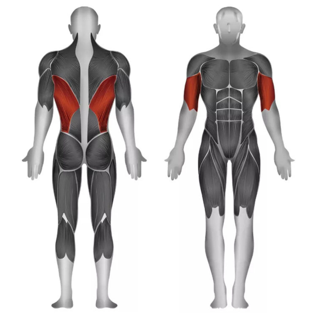 SteelflexLat Pulldown JGLM300 muscle activation diagram for the lat pulldown exercise