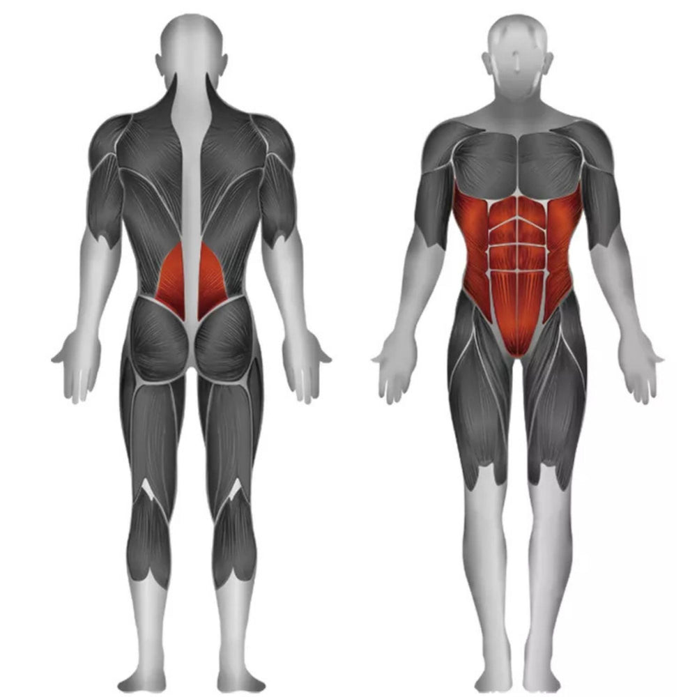 Steelflex Abdominus Curl/Back Extension JGAB900 muscle activation diagram for  exercise