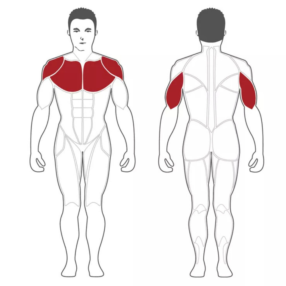 Steelflex Olympic Incline Bench NOIB primary muscle groups engaged during an exercise