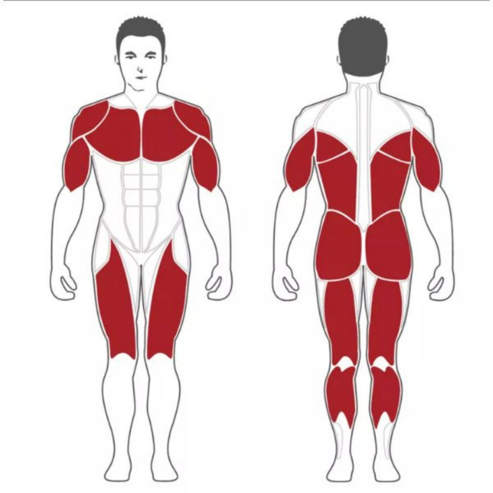 Steelflex Olympic Power Rack NOPR Muscle Groups Worked