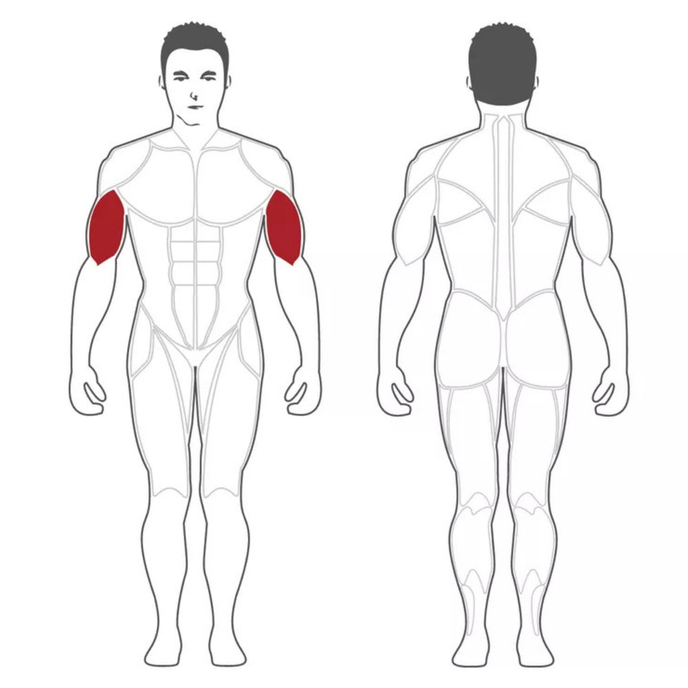 Steelflex Preacher Curl Bench NPCB primary muscle groups engaged during an exercise