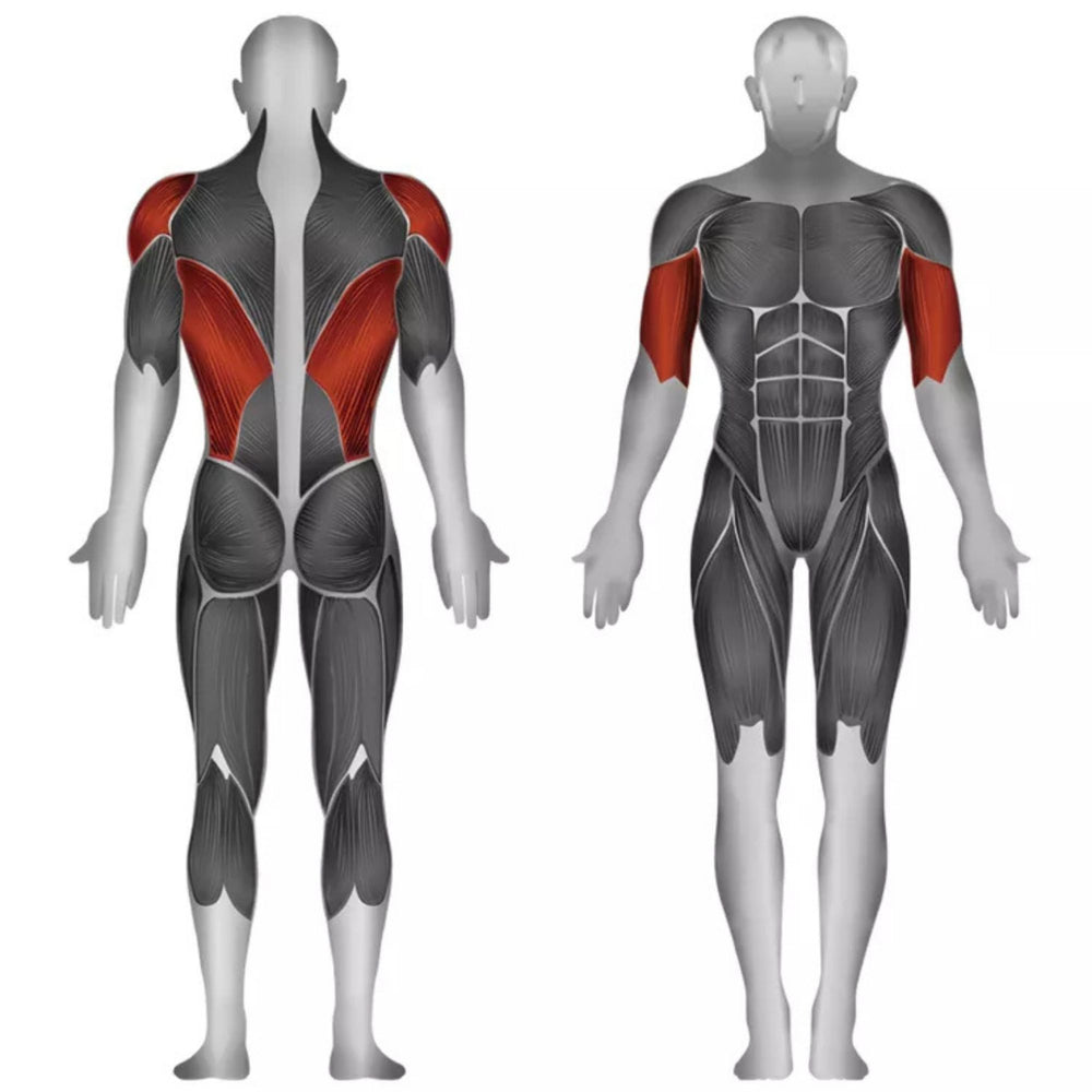 Steelflex Seated Row JGRM1700 muscle activation diagram exercise