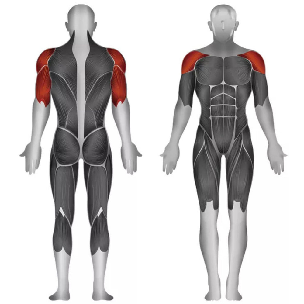 Steelflex Shoulder Press JGSP800 muscle activation diagram for the Shoulder Press exercise