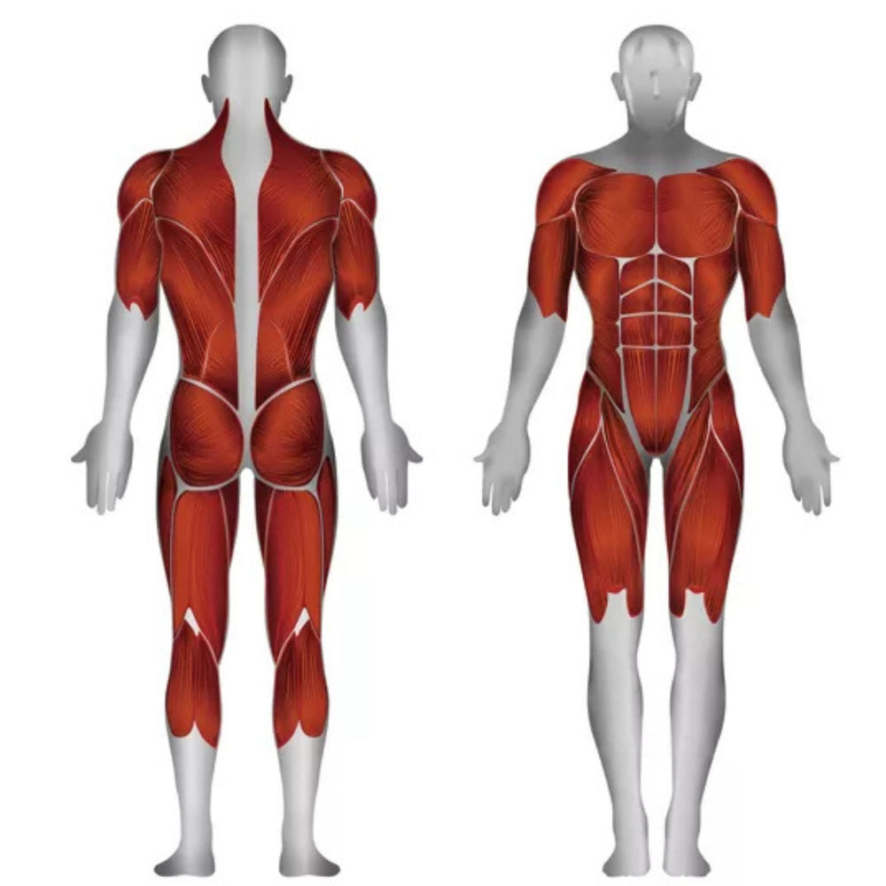 Steelflex Single Cable Column CLSCC muscle activation diagram