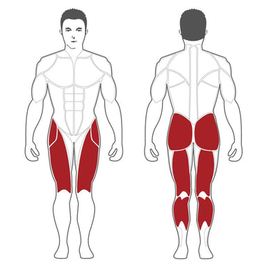 Steelflex Plate Loaded Decline Leg Press PLDP Lower Body Muscles Worked